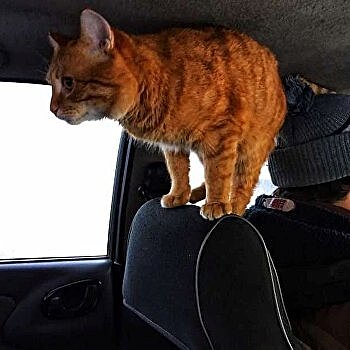 «Работает» в такси: в Харькове кот стал настоящей звездой Vgorode.ua