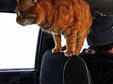 «Работает» в такси: в Харькове кот стал настоящей звездой Vgorode.ua