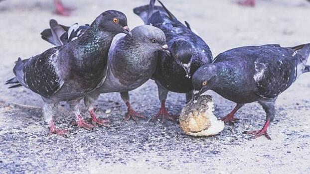 Несколько десятков брошенных ручных голубей нашли в Каменном городе Прикамья