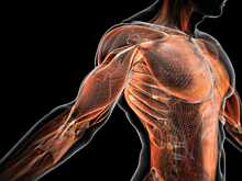 Американцы разработали датчик для измерения здоровья мышц