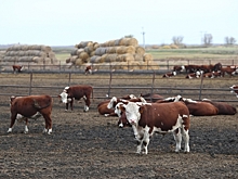 В Волгоградской области проводится цифровизация АПК