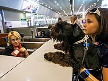 Как перевозят животных самолетом