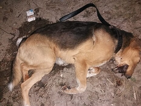 В Торжке нашли мёртвого пса с женским ремнём на шее