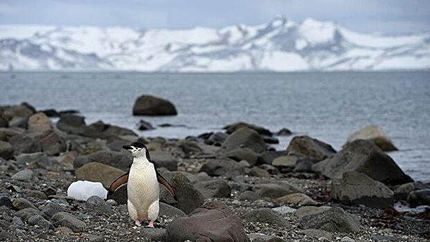 Эксперт поддержала отмену коммерческой тайны о научных данных из Антарктиды