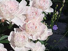 В Савеловском состоялась литературная программа о цветах