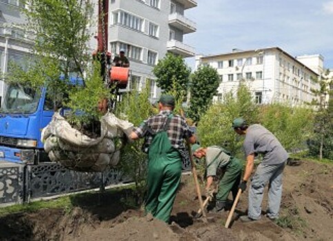 Живая изгородь из вязов появится на Красном проспекте в Новосибирске