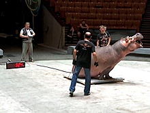 Чудо на манеже: как происходит процедура взвешивания уникальных цирковых бегемотов