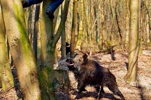 В лесопарке "Лосиный остров"посетители могут столкнуться с дикими кабанами