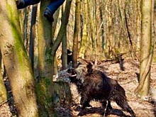 В лесопарке "Лосиный остров"посетители могут столкнуться с дикими кабанами