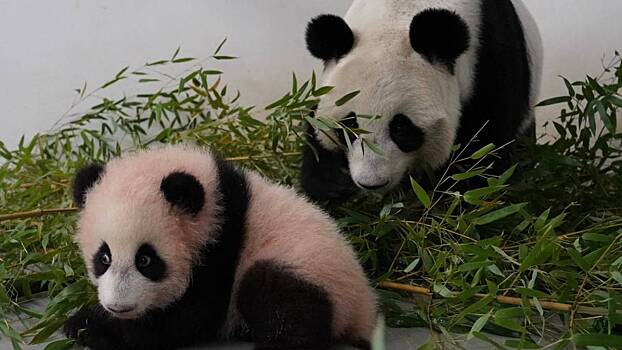 Панда Катюша в Московском зоопарке: последние новости 23 февраля