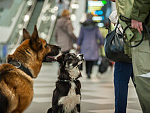 ОАЭ вводят новые правила и процедуры для всех прибывающих туристов