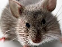 Борьба с грызунами и защита озимых от болезней: рекомендации Россельхозцентра Татарстана