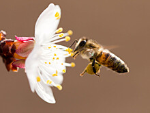 ASA: цветы львиного зева дают на 20% больше сахара в ответ на жужжание насекомых