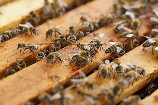 Пчелы атаковали самолеты в Пулково и сорвали рейсы