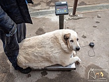 100-килограммовый пес Кругетс похудел до 70 кг в нижегородском ветгоспитале
