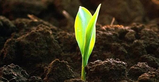 Воронежские учёные представили ноу-хау по ускоренному процессу почвообразования