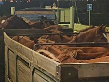 Самарские таможенники предотвратили вывоз табуна лошадей в Казахстан