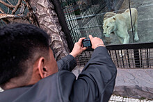 В зоопарке Индианаполиса львица задушила мужа
