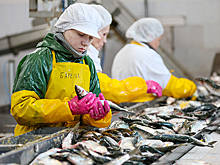 Сельдь дешевеет в опте, но такая же дорогая в рознице