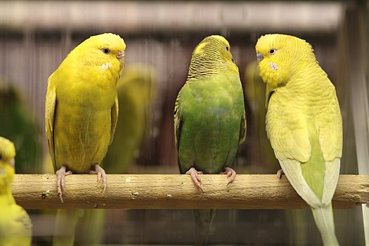 Волнистые попугаи принесли орнитоз в Дивеево
