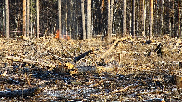 Депутаты ЗСО на свои средства посадят деревья в городском бору взамен тех, которые вырубят ради больницы