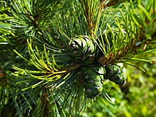 Сотню сибирских кедров высадили в районе Марьино