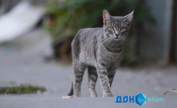В Константиновском районе ввели карантин из-за бешеной кошки