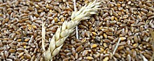 Во Владимирской области ожидается рекордный урожай зерна