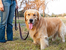 Где и как гулять с собакой, чтобы не получить штраф