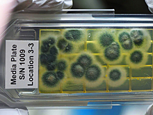 Бактерия из стерильных зон НАСА «притворяется мертвой», чтобы выжить