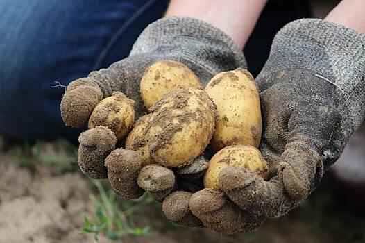 Пакистан достигнет самодостаточности по семенам картофеля в 2022 году