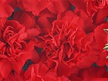 Рязанский музыкальный театр готовит концерт "Песни Великой Победы"