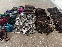 Шкуры животных на миллионы рублей изъяли у туристок в России