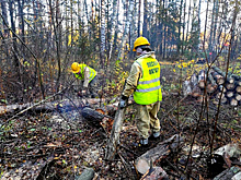 В лесах Москвы и Подмосковья проводят уборку перед зимним сезоном