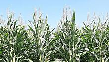 Объем рынка ГМО кукурузы в Китае оценивается в 2,4 млрд долларов США