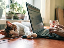 Почти половина сотрудников голосует за удаленную работу