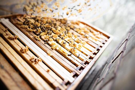 В Башкирии из-за обработки полей химикатами продолжают массово гибнуть пчелы: Новости ➕1, 22.06.2021