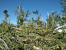 Поваленные в лесах под Карасуком и Здвинском деревья признали ветровалом