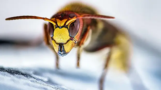 Названы категории людей, которых чаще всего кусают осы