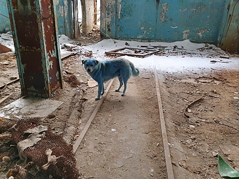 Ветеринары осмотрели голубых собак в Дзержинске