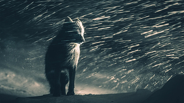 Голубая лиса, лягушка в обнимку с рыбой и танцующая белка: такого вы не видели