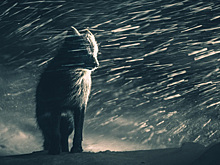 Голубая лиса, лягушка в обнимку с рыбой и танцующая белка: такого вы не видели