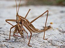 В Сингапуре разрешили есть еще 16 видов насекомых