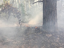 На правительственном часе в Рязоблдуме обсудили лесные пожары