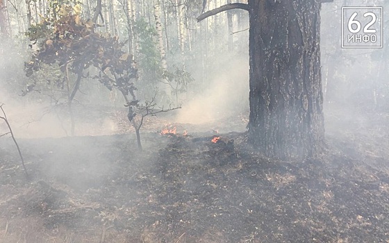 На правительственном часе в Рязоблдуме обсудили лесные пожары