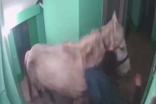 Житель Кузбасса привел в подъезд многоэтажки лошадь