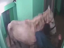 Житель Кузбасса привел в подъезд многоэтажки лошадь