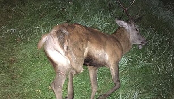 В Польше калининградец сбил оленя, выбежавшего на дорогу