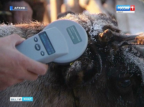 Сибирская язва на Ямале: привьют и чипируют все поголовье оленей