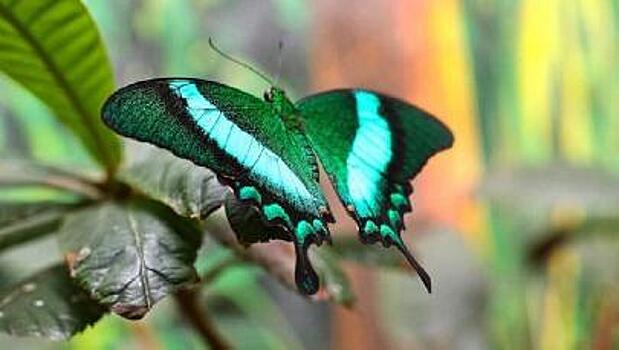 Выставка тропических бабочек открыта в Барнауле